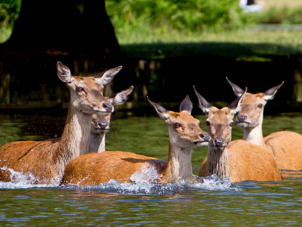 Bushy Park